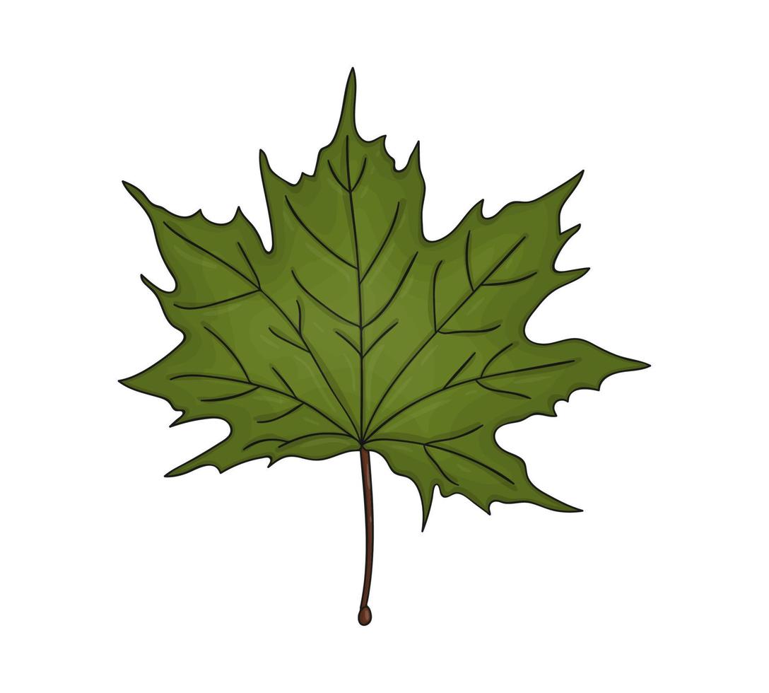 icône de feuille d'érable verte colorée de vecteur isolée sur fond blanc. illustration botanique de verdure d'arbre. feuilles d'automne de style dessin animé