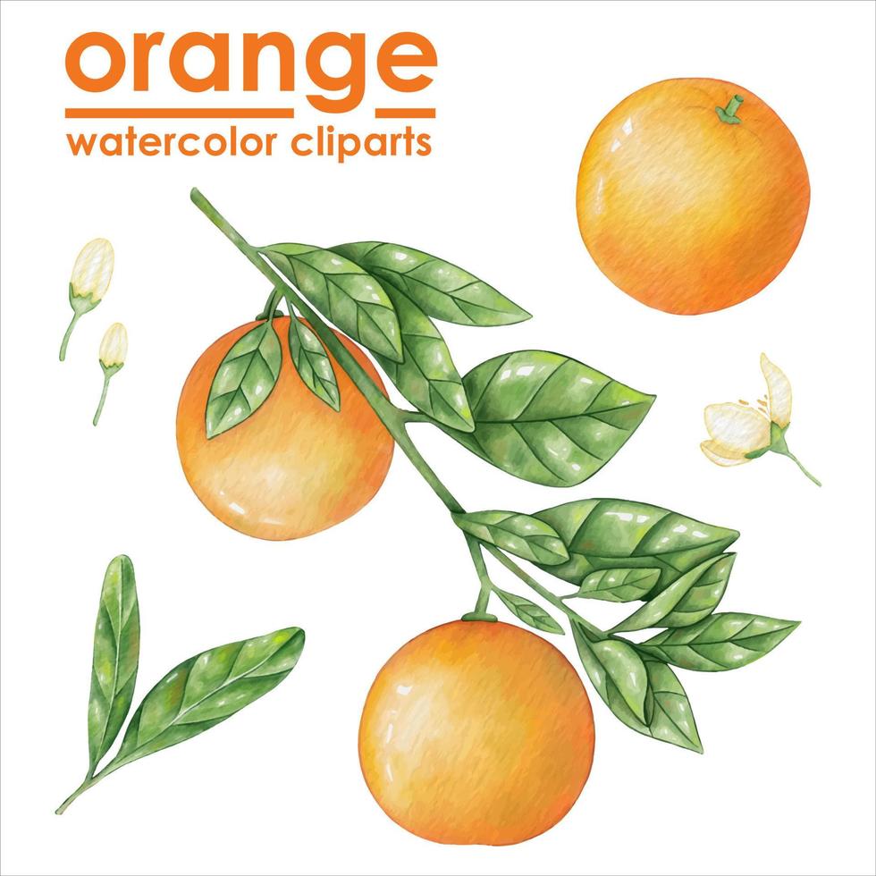 illustration dessinée à la main aquarelle orange vecteur