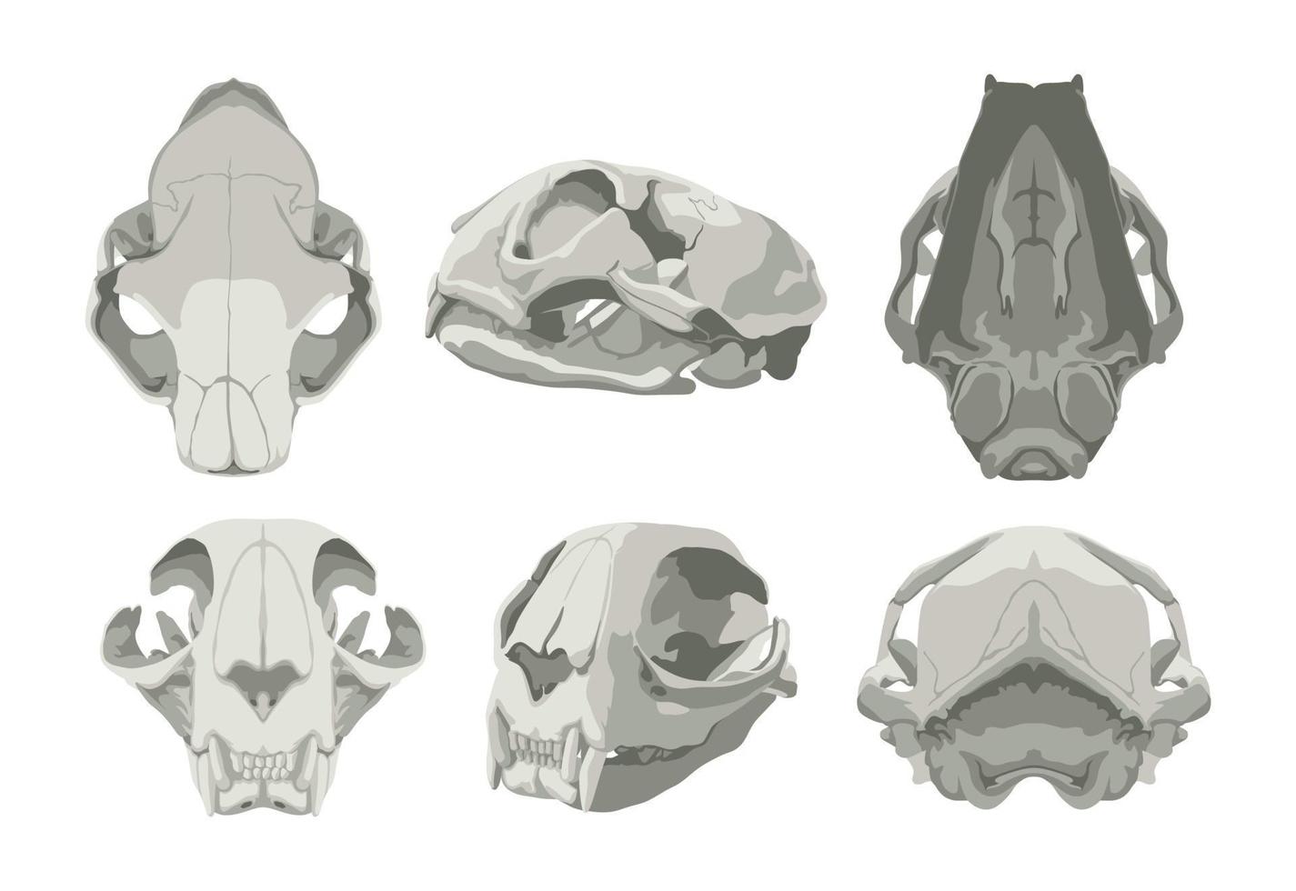 crâne d'un chat dans différentes projections vecteur