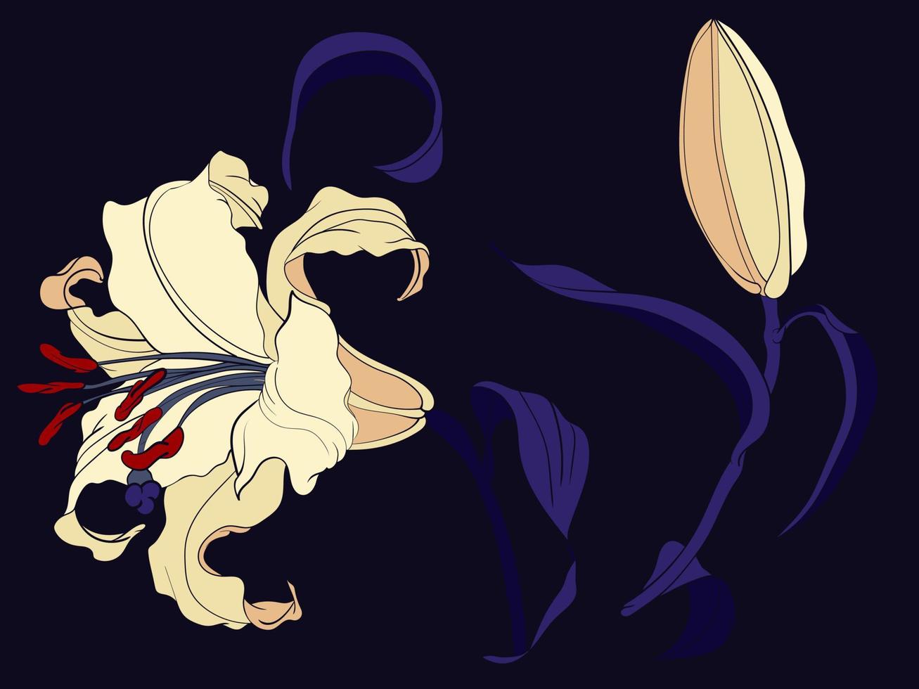 fleur et bourgeon de lys asiatique, illustration colorée vecteur