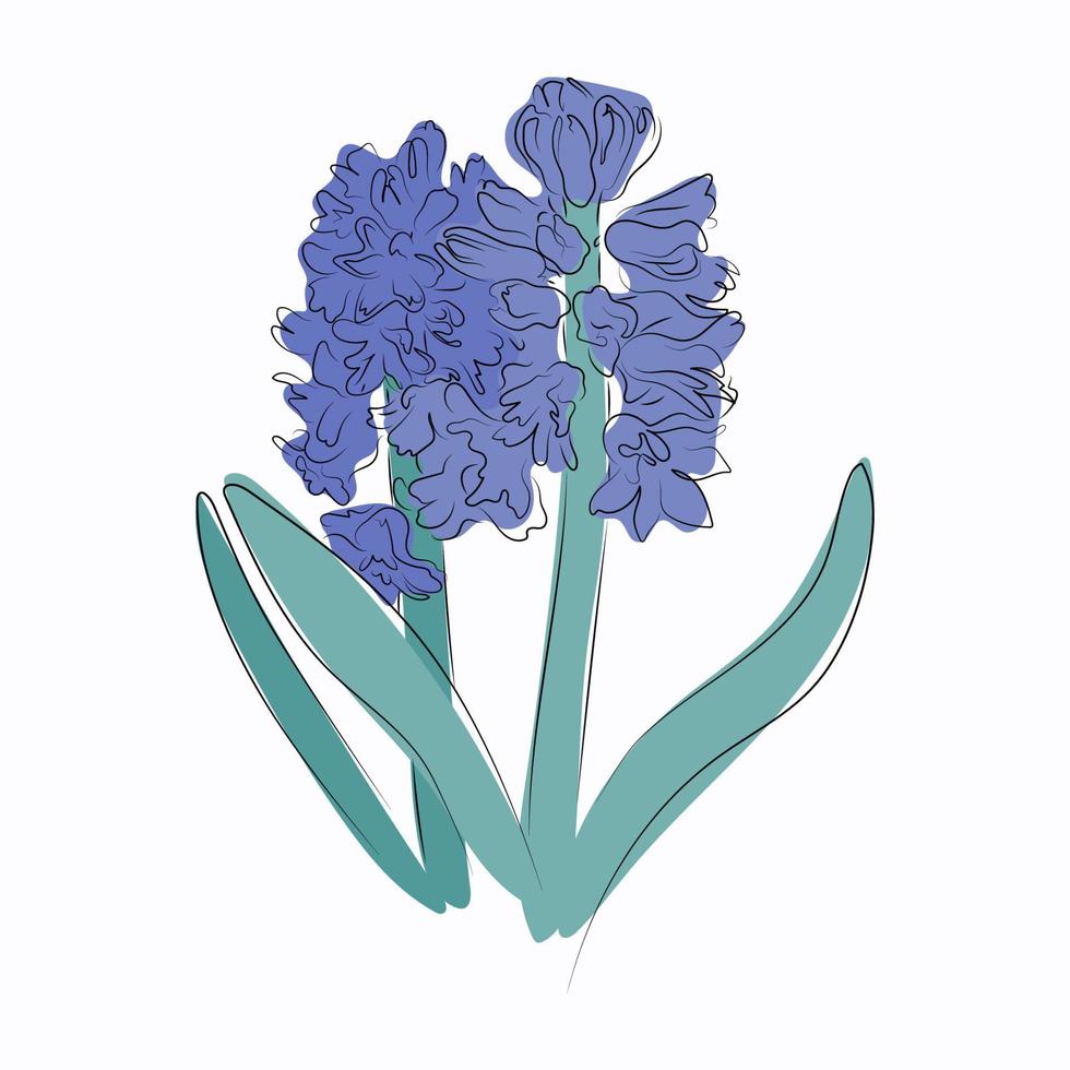 fleur de jacinthe bleue - dessin floral vectoriel dessiné à la main avec des lignes douces