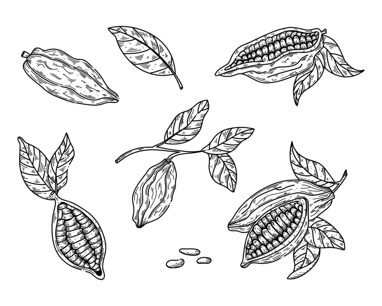 vecteur de cacao mis en illustration dans le style de croquis pour la conception de chocolat. Dessin à la main des fèves de cacao sur blanc