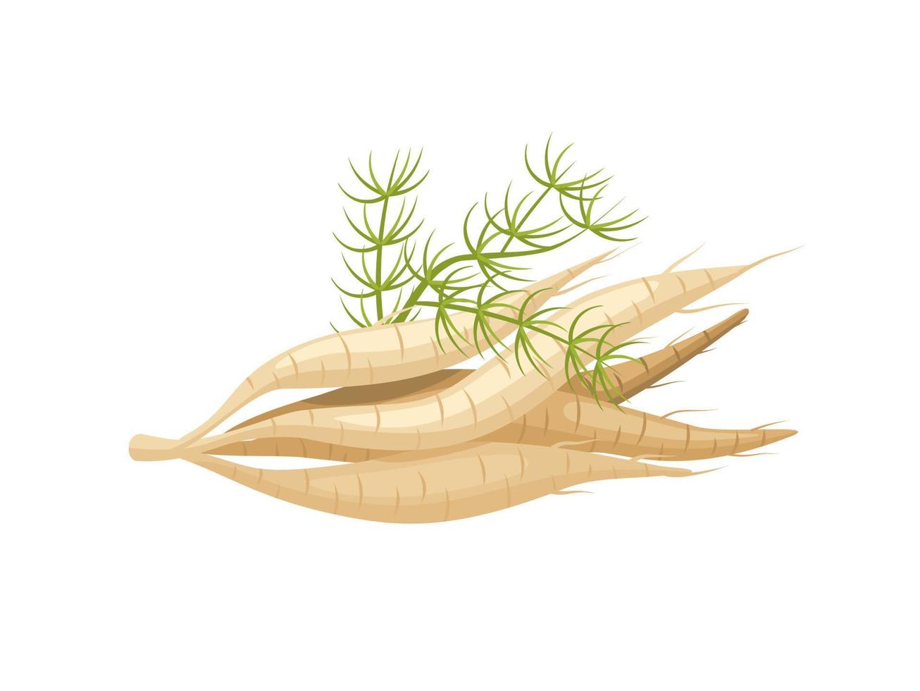 illustration vectorielle, racine de shatavari ou asperge racemosus, isolée sur fond blanc, plante à base de plantes aux propriétés médicinales. vecteur