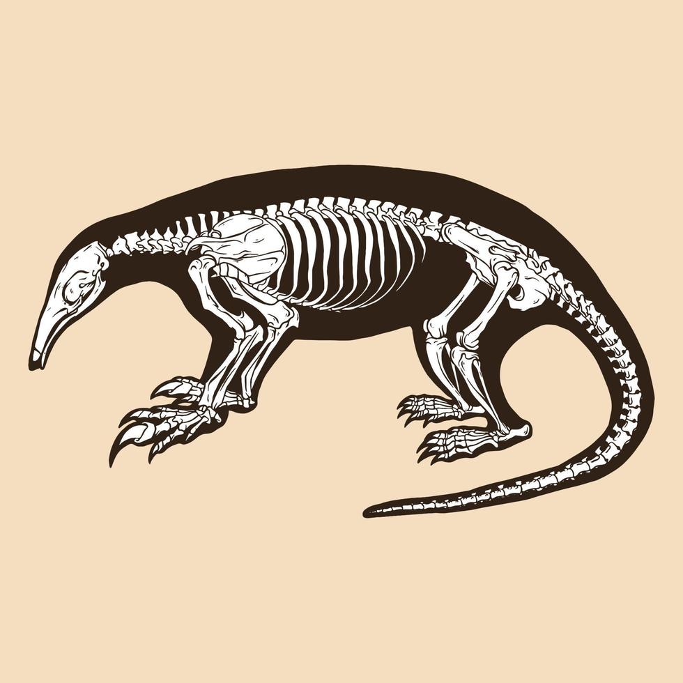 squelette, nord, tamandua, vecteur, illustration vecteur
