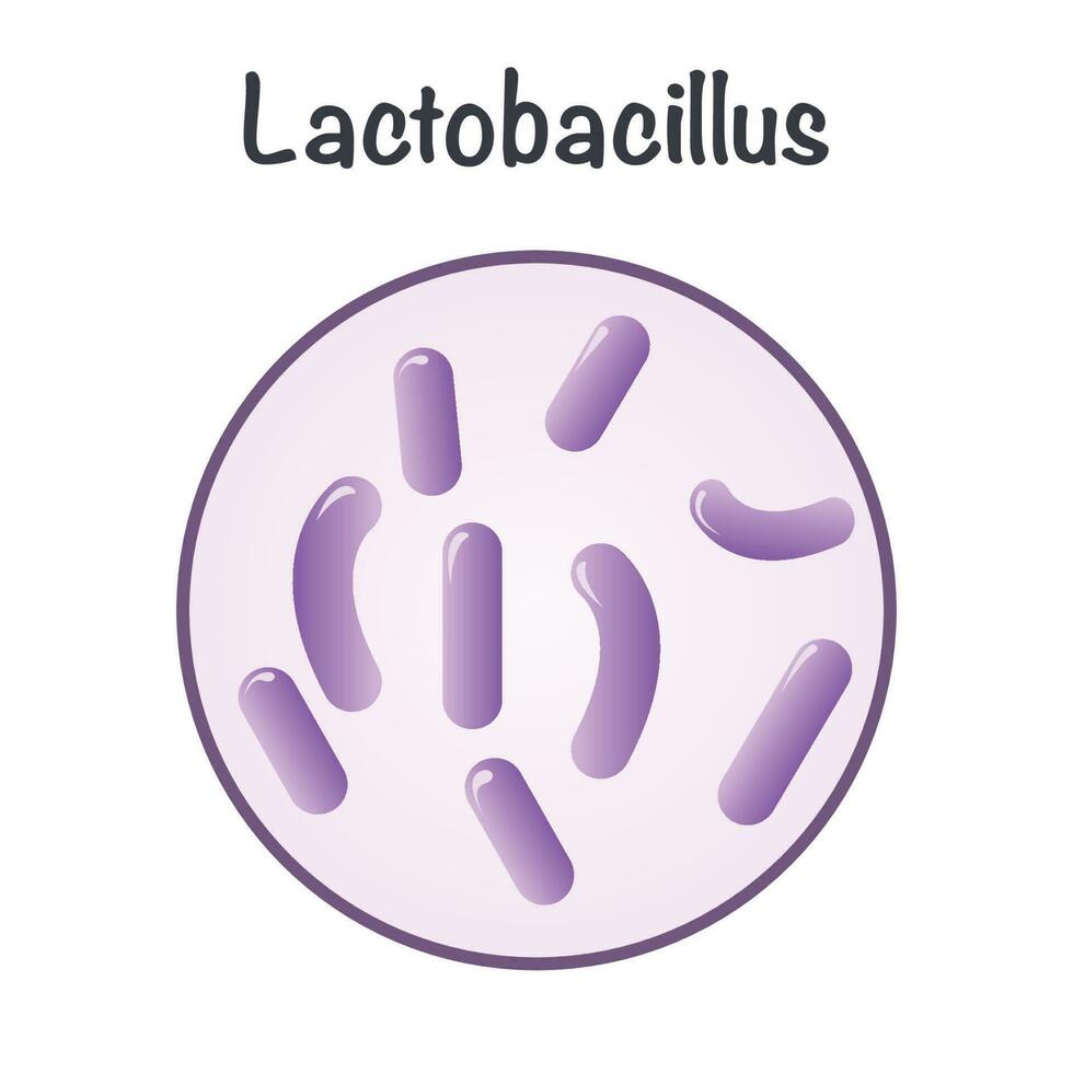 illustration vectorielle graphique de lactobacillus vecteur