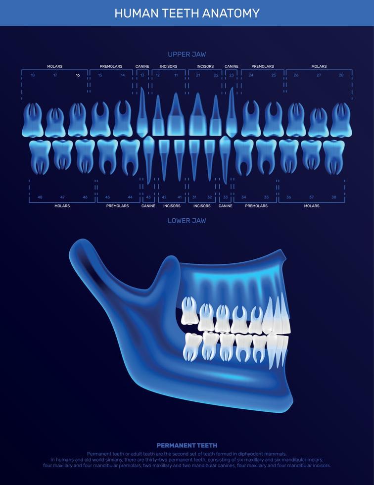 infographie réaliste des dents humaines vecteur