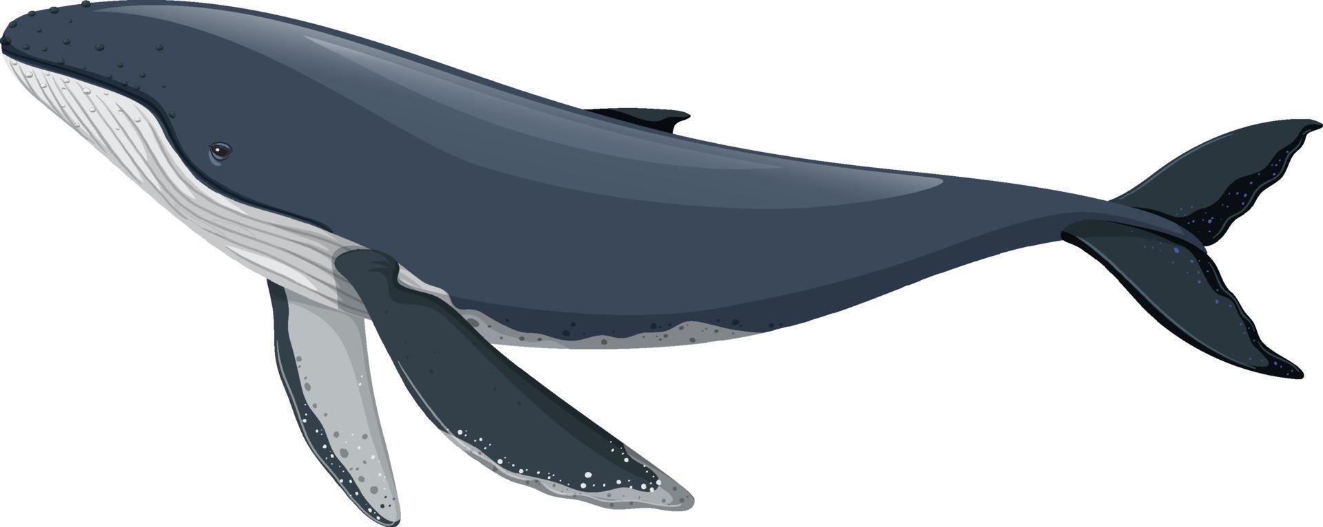baleine à bosse isolé sur fond blanc vecteur