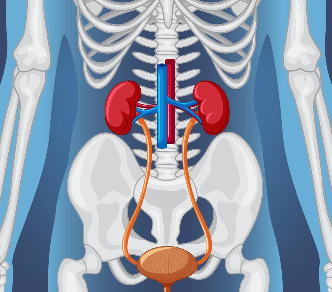 organe interne humain avec reins et vessie vecteur