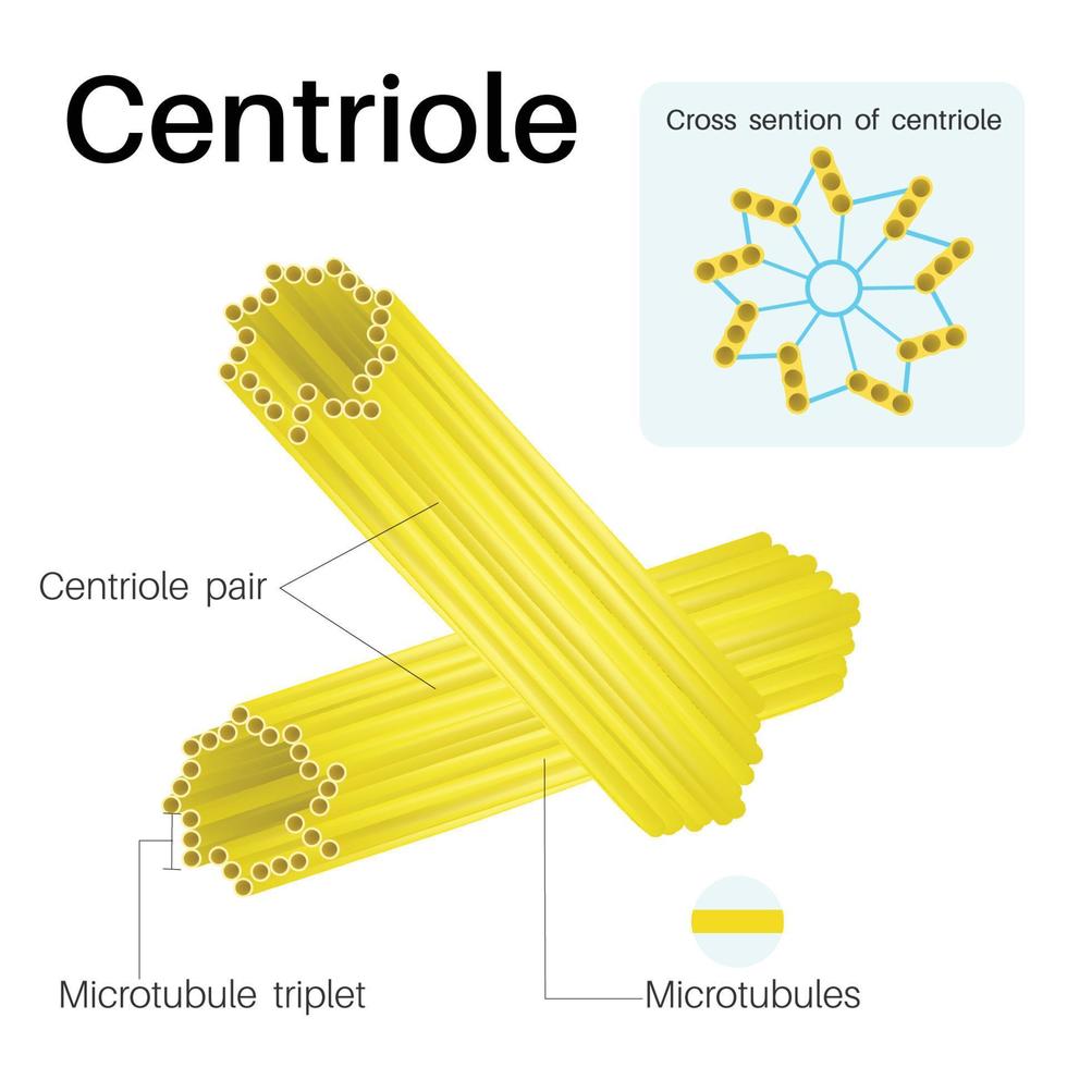 les centrioles sont des organites cylindriques que l'on trouve dans la plupart des cellules eucaryotes. vecteur