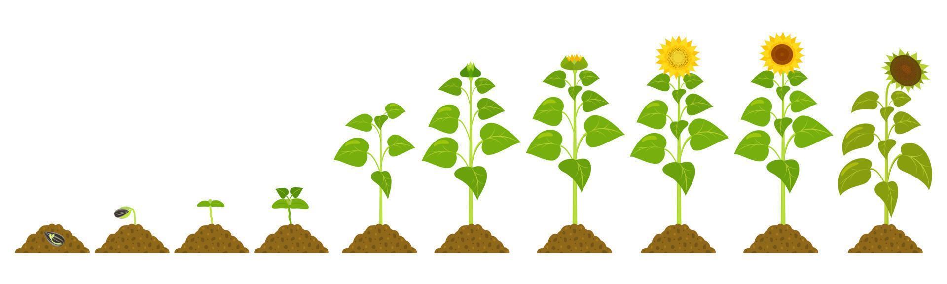 étapes de la germination du tournesol dans le chernozem. croissance des graines d'illustration botanique vectorielle. vecteur