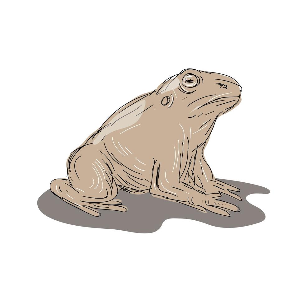 crapaud grenouille assis côté dessin vecteur