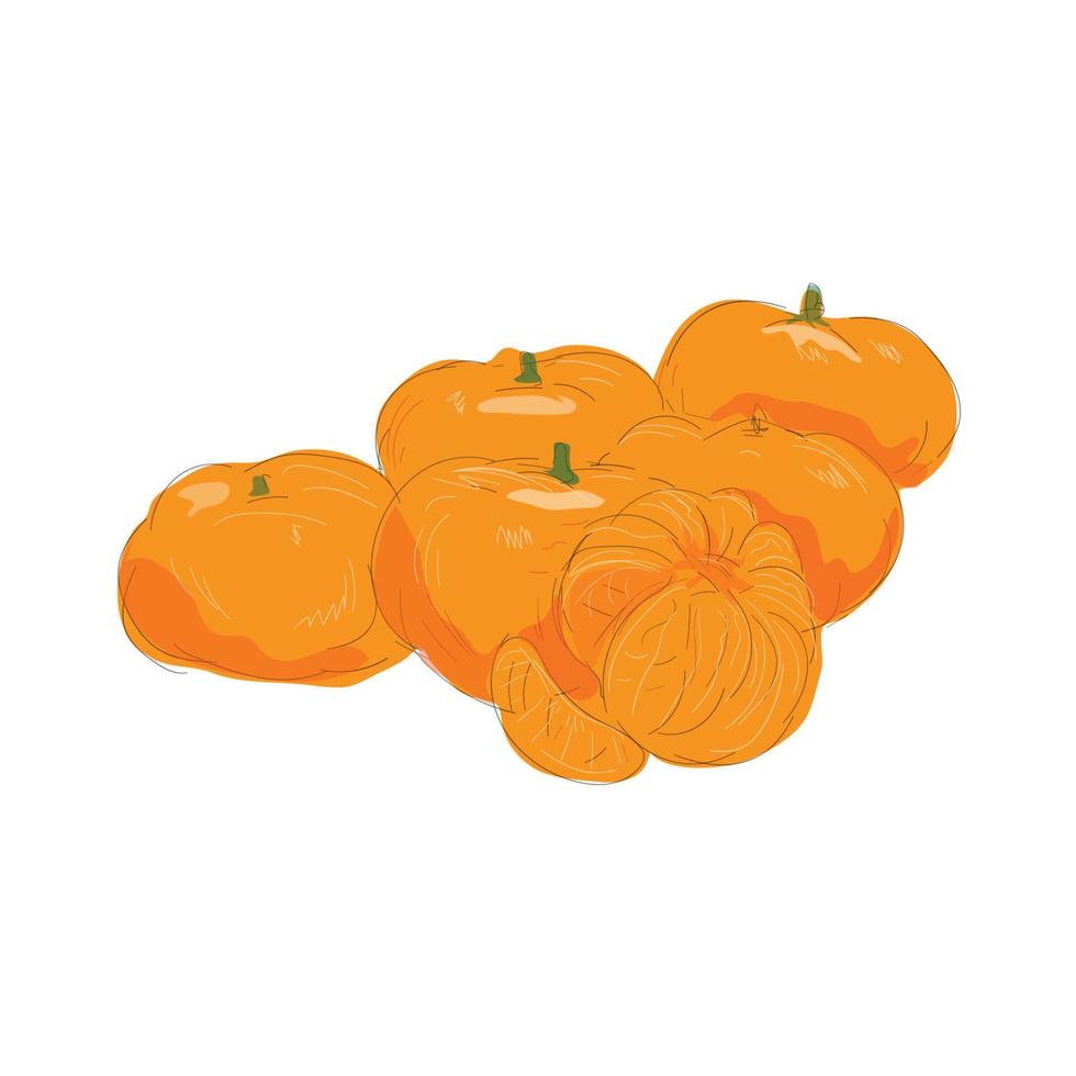 aquarelle pelée de mandarine vecteur