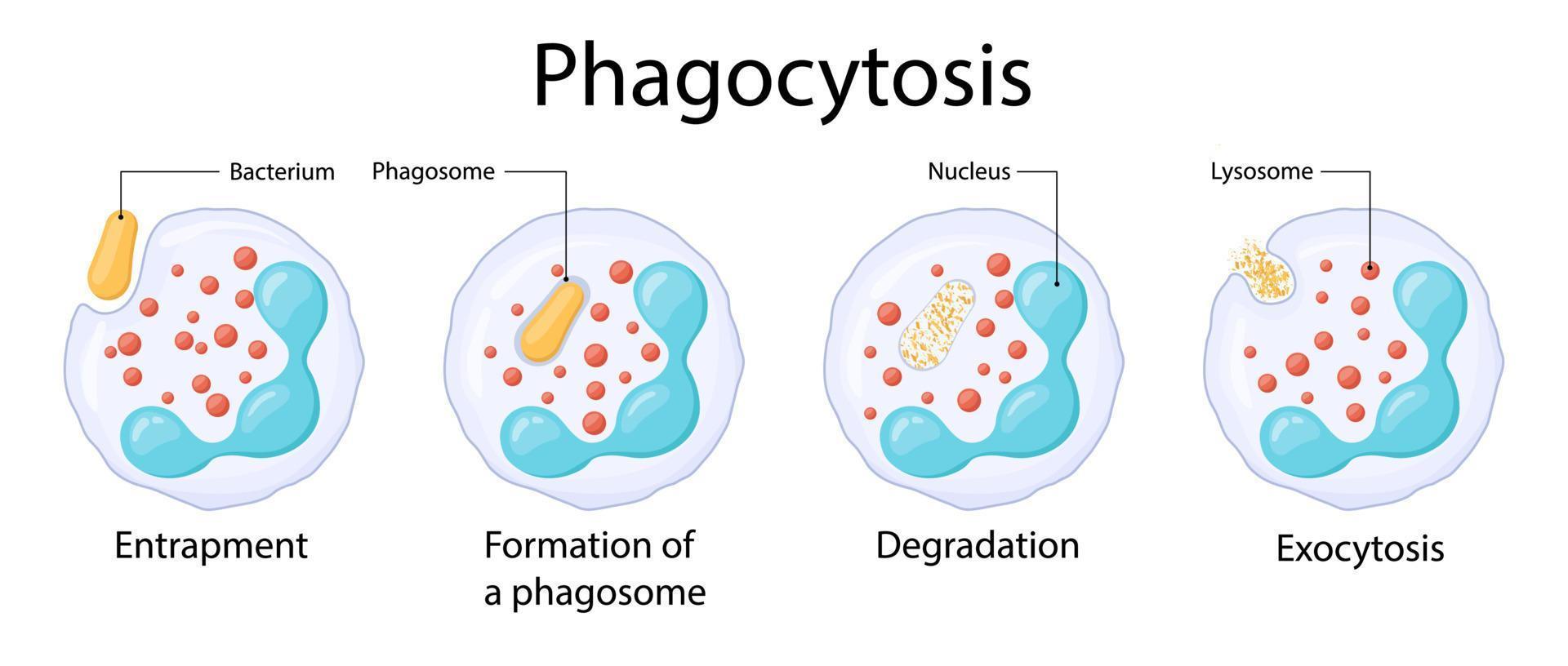phagocytose. neutrophile. absorption des bactéries. mécanisme du système immunitaire. vecteur. illustrations médicales. vecteur