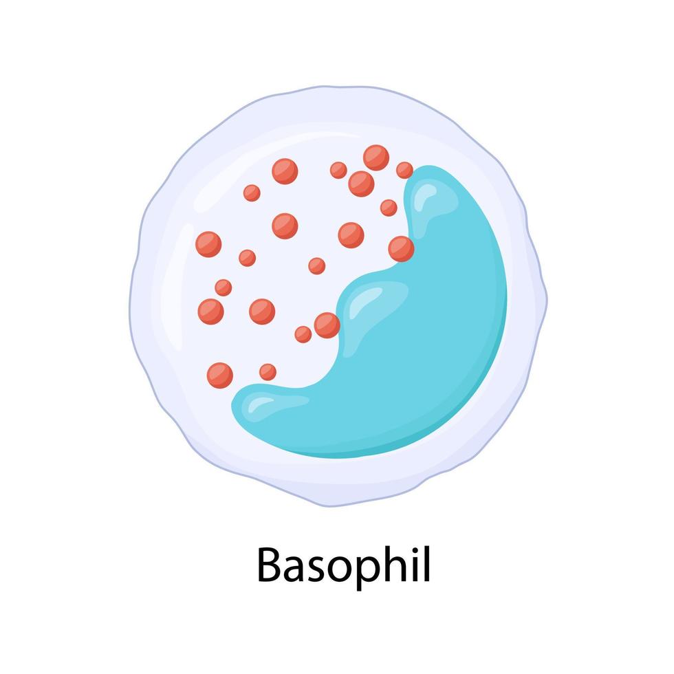 basophile, leucocyte, illustration vectorielle. vecteur