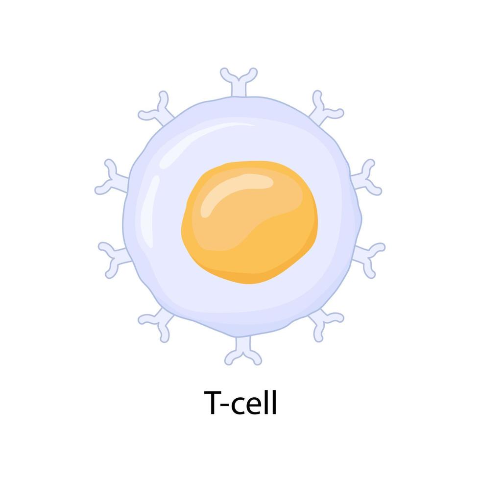 illustration vectorielle des cellules t du système immunitaire isolées sur fond blanc. vecteur