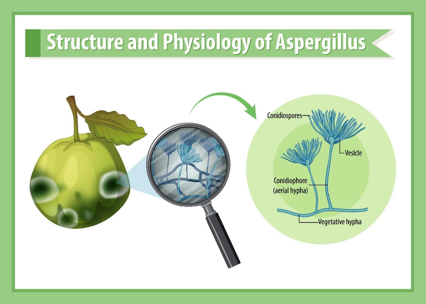 structure et physiologie de la goyave aspergillus vecteur