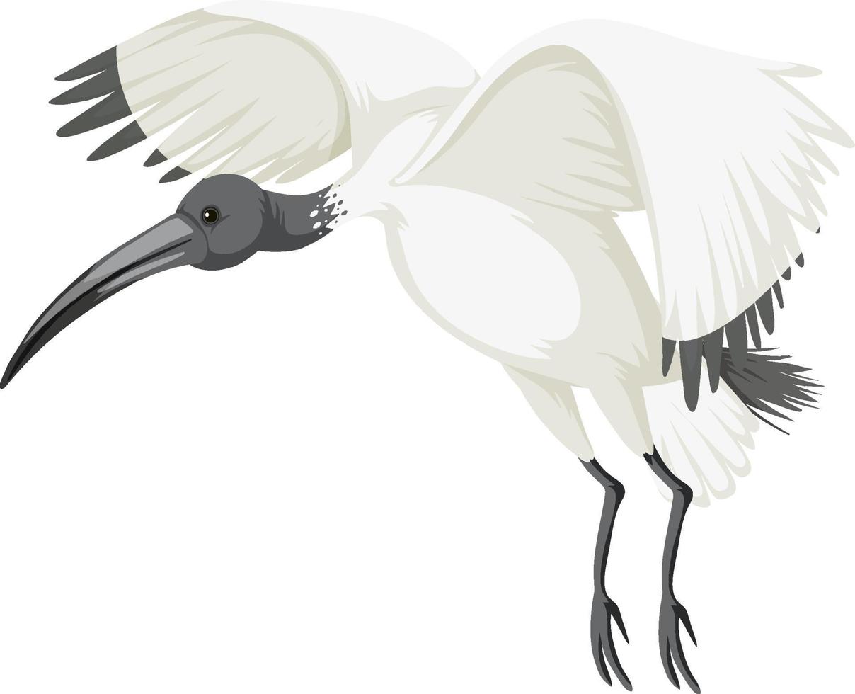 Ibis blanc australien isolé vecteur