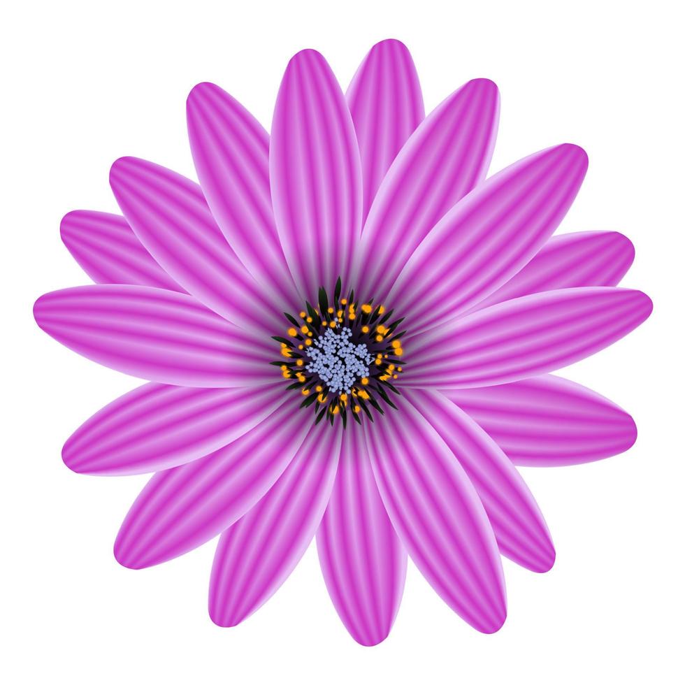 fleur violette isolée sur illustration vectorielle blanc vecteur