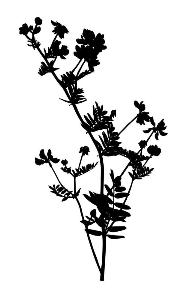 silhouette de fleurs sauvages isolée sur fond blanc. fleur de prairie. illustration vectorielle. vecteur