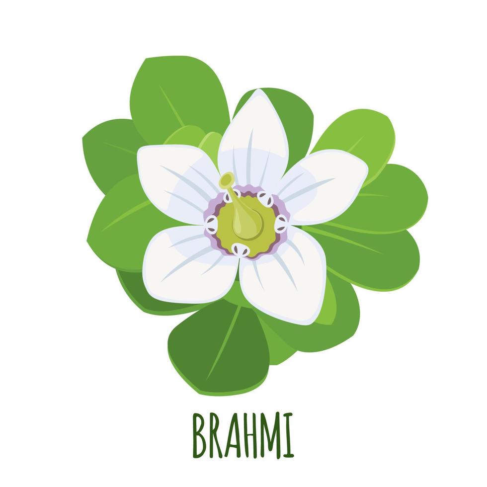 icône brahmi dans un style plat isolé sur fond blanc. bacopa monnieri, hysope d'eau, gratiola, ombelle indienne. plante médicinale. illustration vectorielle. vecteur