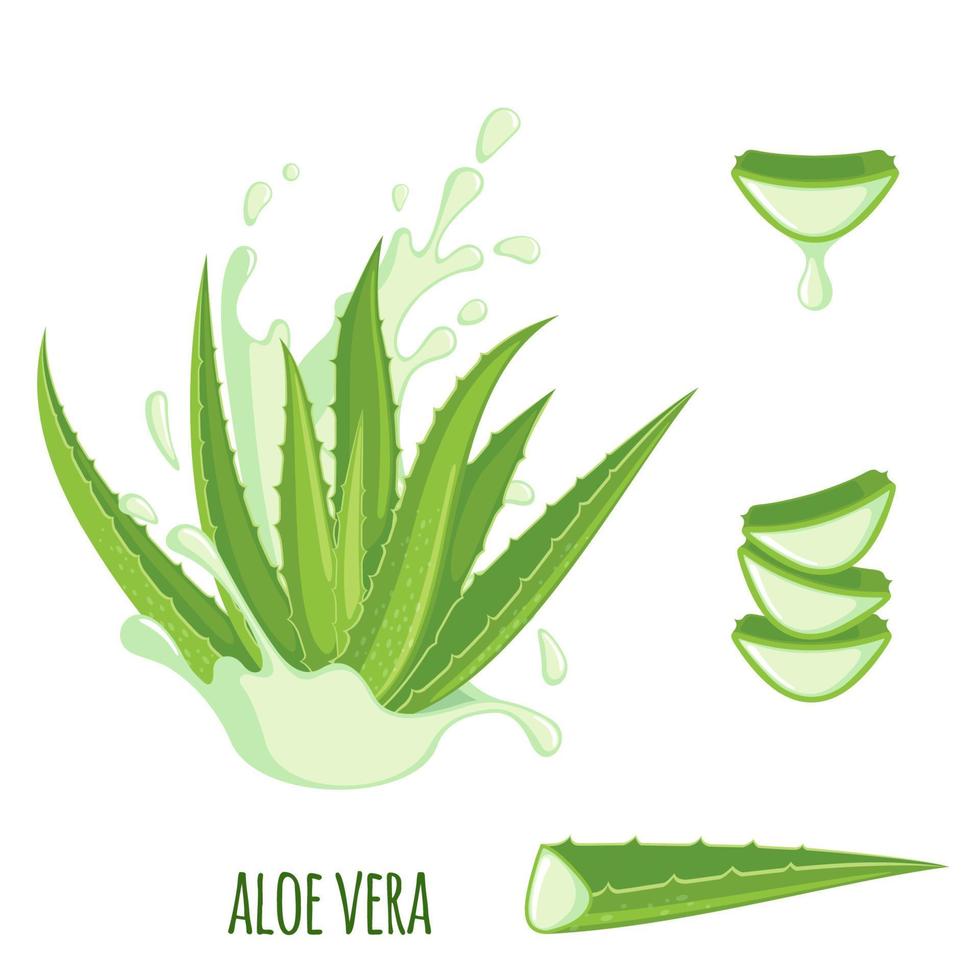 jeu d'icônes d'aloe vera isolé sur fond blanc. plante médicinale ayurvédique. illustration vectorielle vecteur