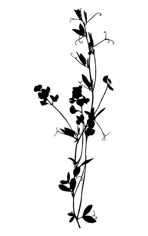 silhouette de fleurs sauvages isolée sur fond blanc. fleur de prairie. illustration vectorielle. vecteur