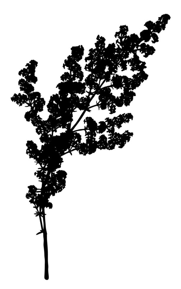 silhouette de fleurs sauvages isolée sur fond blanc. fleur de prairie. illustration vectorielle. vecteur