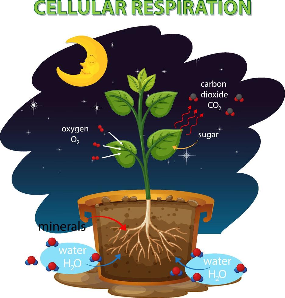 schéma montrant la respiration cellulaire vecteur