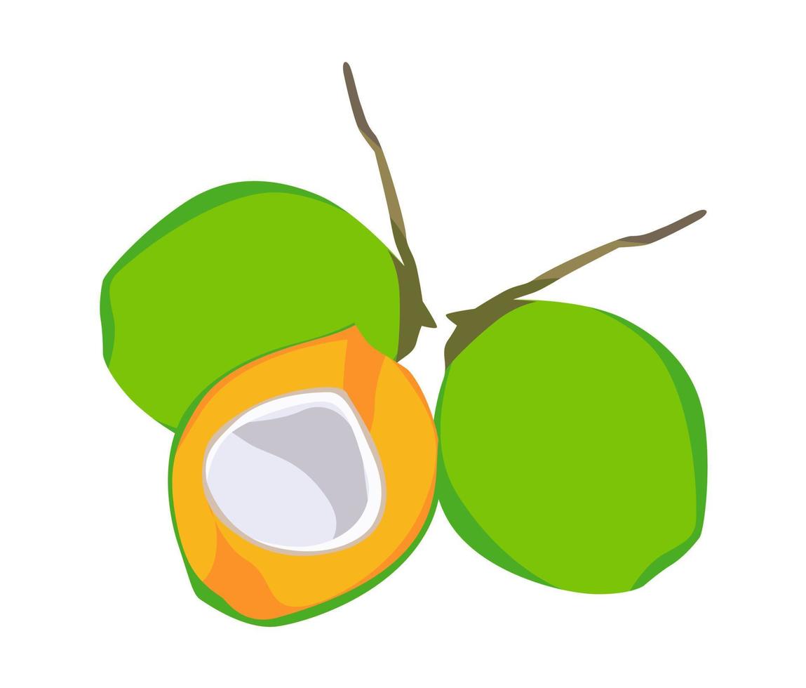 vecteur de forme de fruit de noix de coco frais, illustration, icône ou conception de symbole