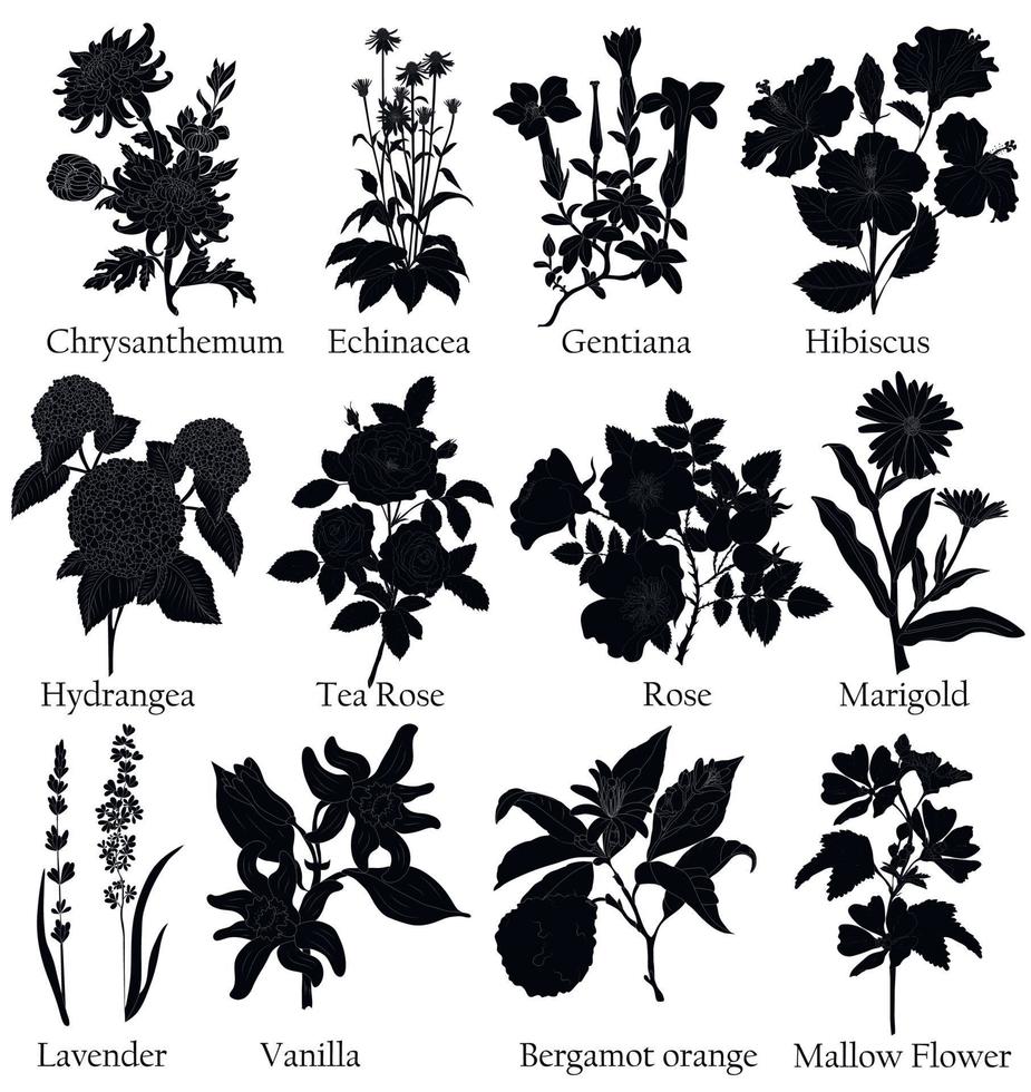 illustration noire à base de plantes d'une plante dans un vecteur avec fleur à utiliser dans la décoration, la création de bouquets, la cuisson des tisanes. aussi pour livre de coloriage ou pour étudier les propriétés botaniques.
