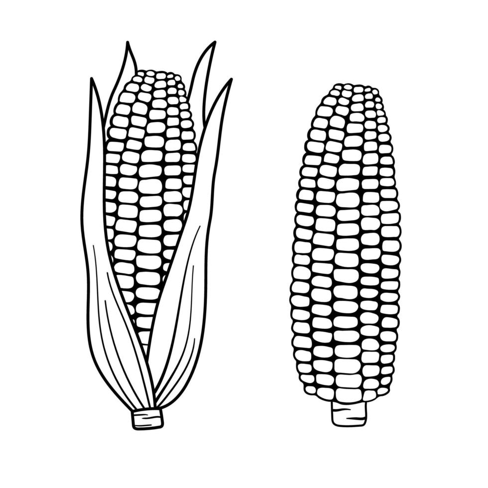 illustration simple de contour de maïs pour le menu. croquis de ligne dessinée à la main épi de maïs dans les feuilles et nu isolé sur fond blanc vecteur