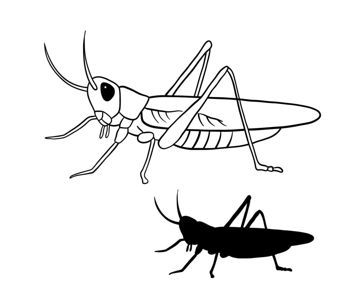 illustration vectorielle de sauterelle contour. dessin au trait et insecte silhouette noire isolé sur fond blanc. vecteur