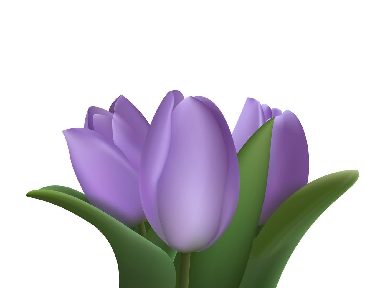 bouquet 3d violet réaliste de trois fleurs de tulipe sur fond blanc. illustration vectorielle vecteur