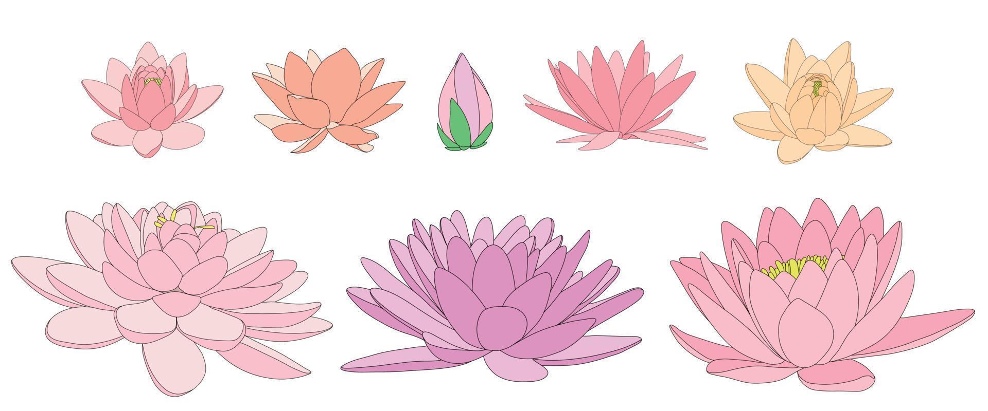 fleurs de lotus de différentes fleurs et formes. illustration en noir et blanc de différents types de nénuphars. vecteur