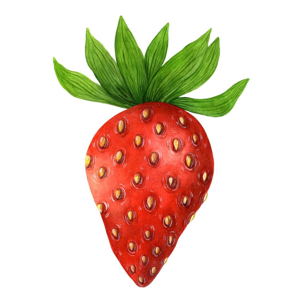 icône de vecteur dessiné main fraise. baie douce mûre avec feuilles et tige isolé sur fond blanc. fruits d'été frais à l'aquarelle, dessert de jardin savoureux. fraises des bois, aliments sains