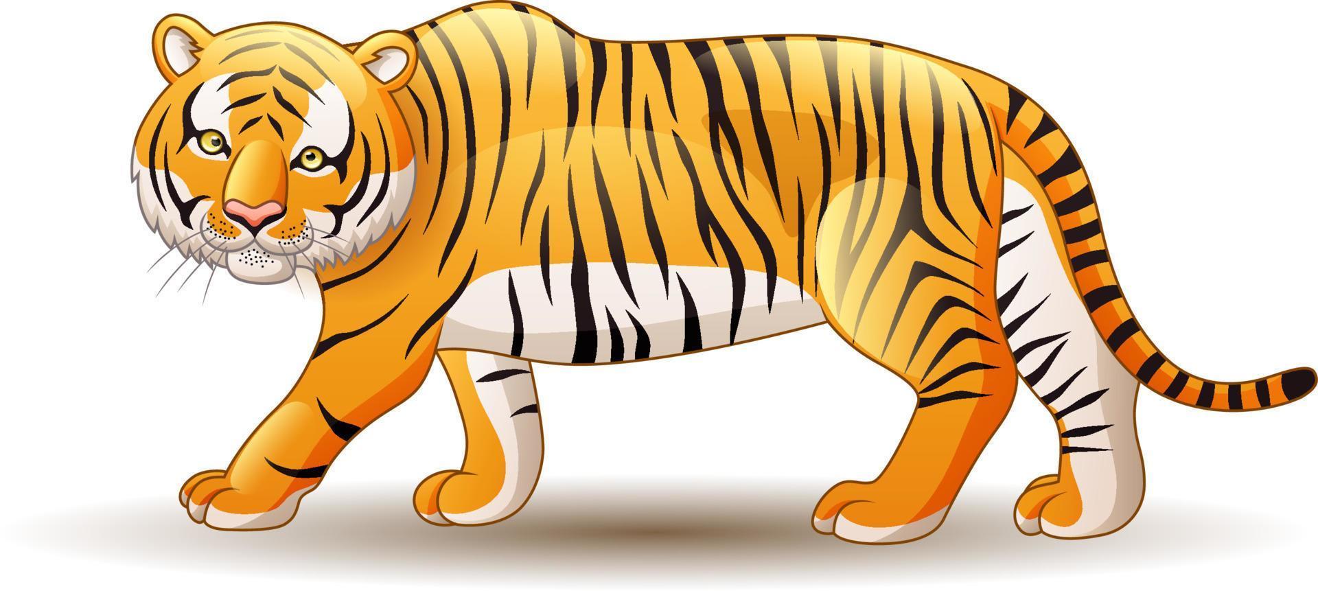 tigre de dessin animé isolé sur fond blanc vecteur