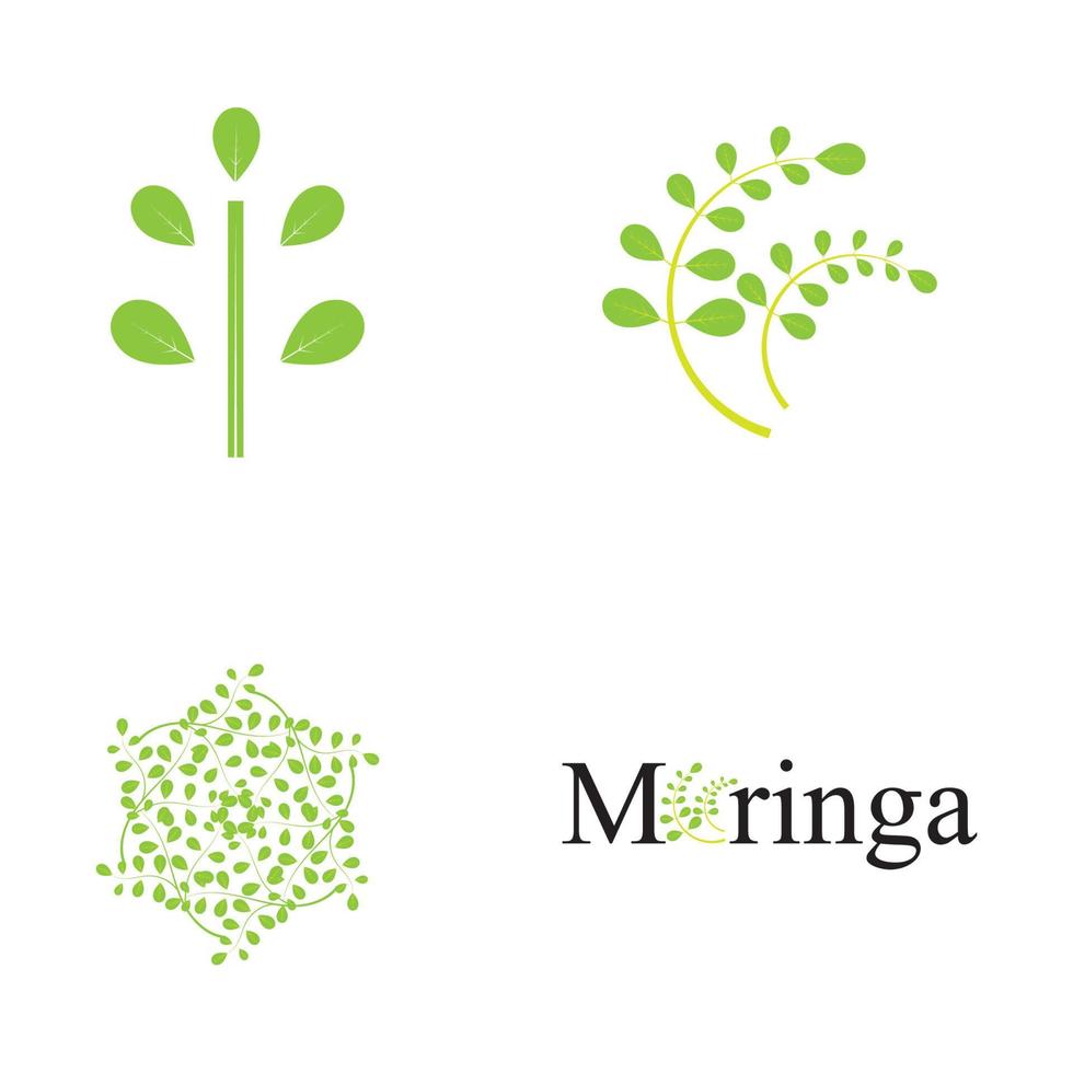 conception de vecteur d'illustration de logo de feuille de moringa