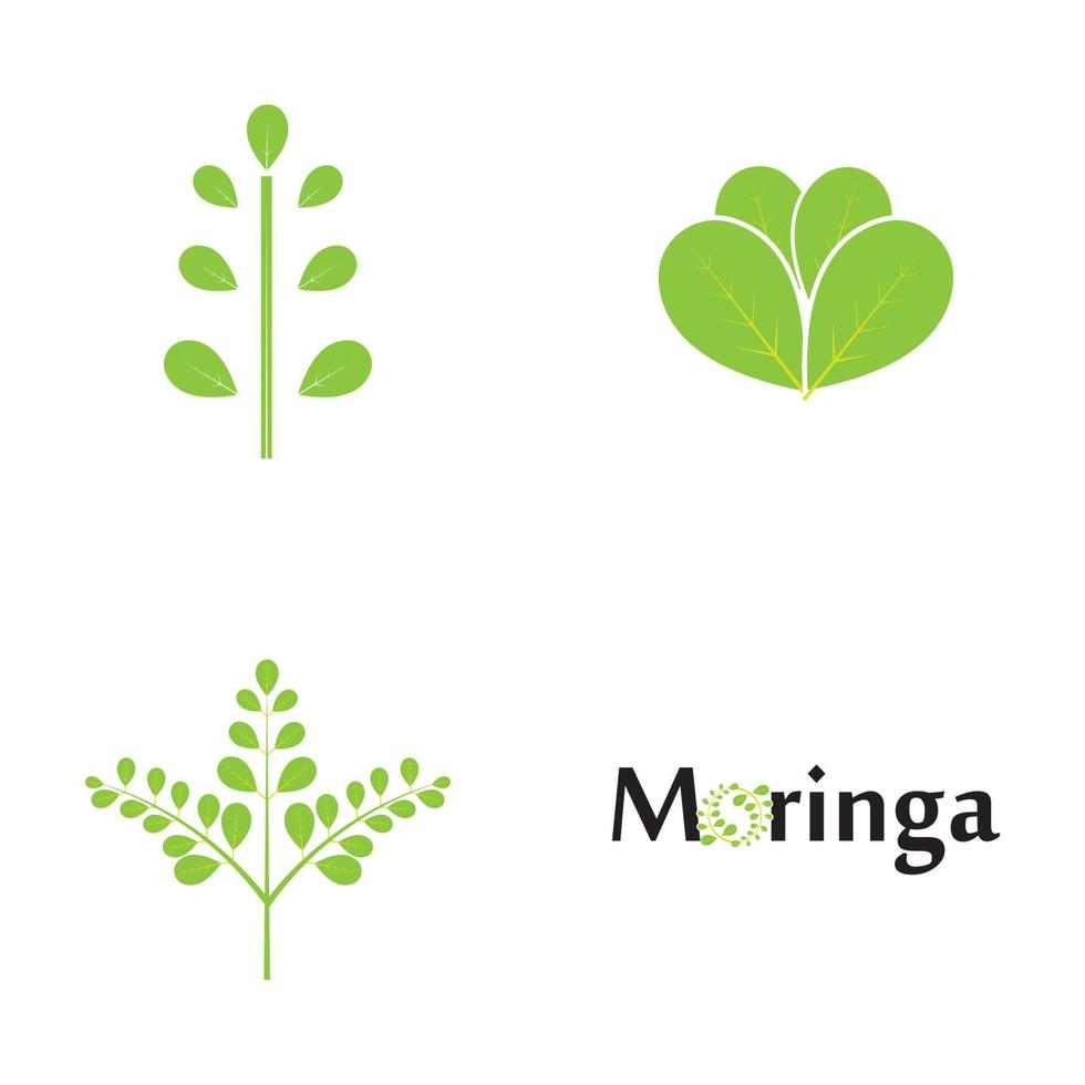 conception de vecteur d'illustration de logo de feuille de moringa