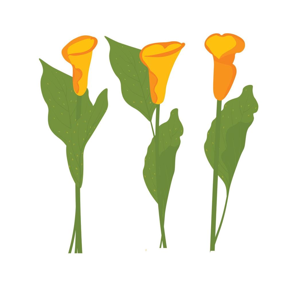 illustration vectorielle de stock de lys calla jaune. trois belles fleurs exotiques. feuilles vertes. isolé sur fond blanc. vecteur