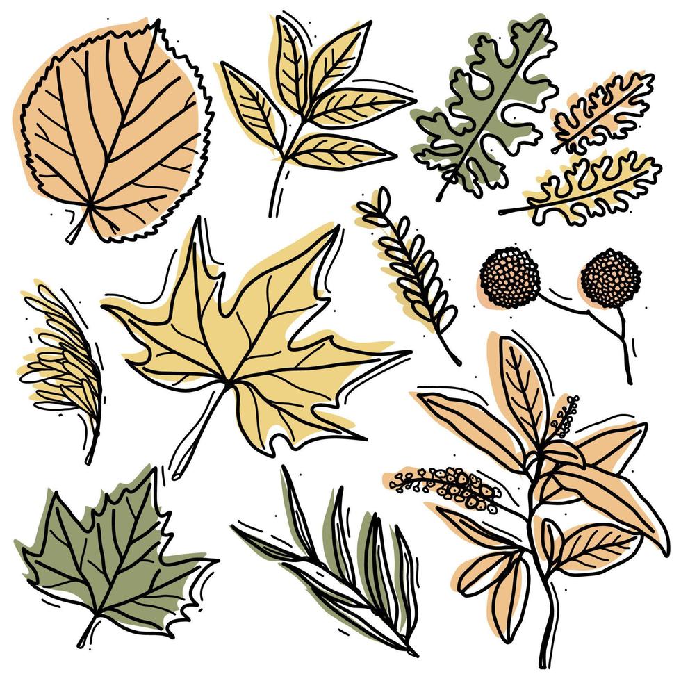 ensemble de feuilles d'automne - sycomore, tilleul, frêne, érable et autres brindilles. feuilles pour motifs, autocollants, imprimés et décoration vecteur