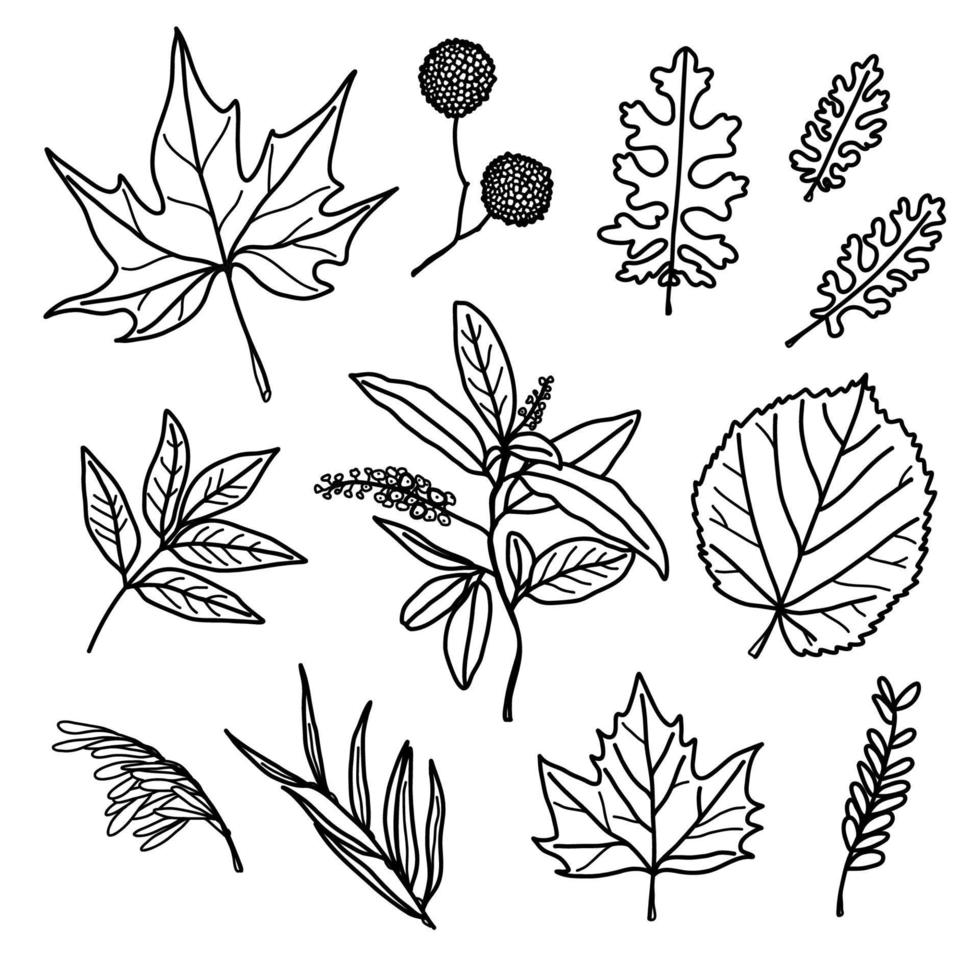 ensemble de feuilles d'automne - sycomore, tilleul, frêne, érable et autres brindilles. feuilles pour motifs, autocollants, imprimés et décoration vecteur