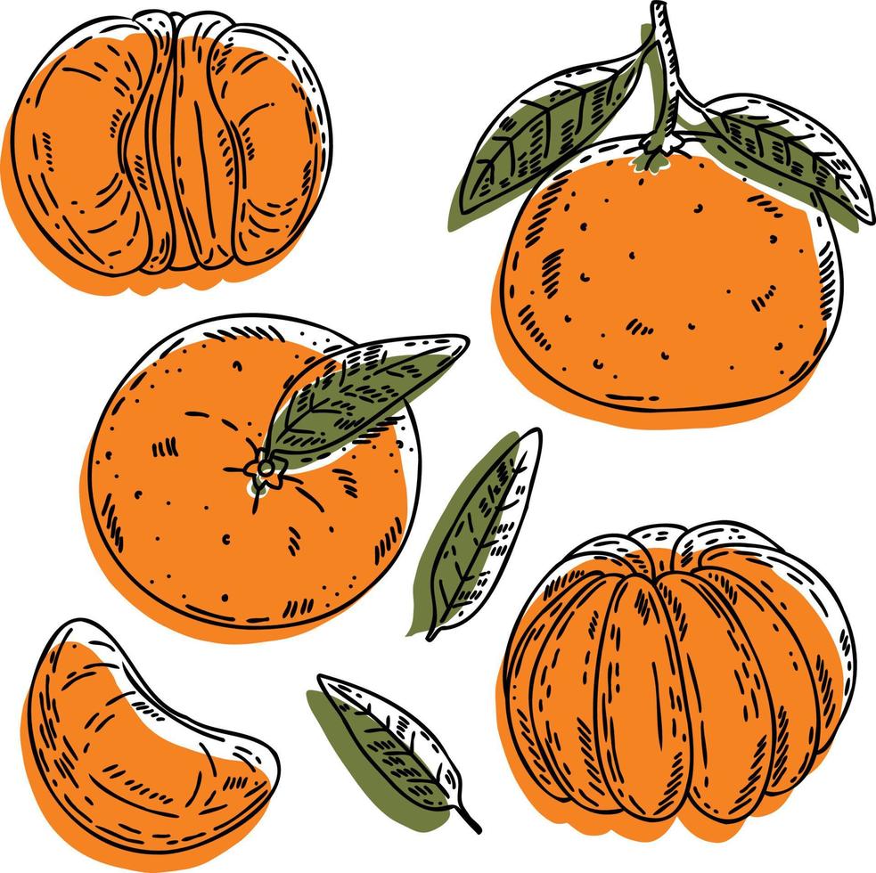 ensemble de mandarines vectorielles - fruits, tranches, moitié, entiers et feuilles. collection d'agrumes abstraite verte dessinée à la main avec contour noir isolé sur fond blanc. vecteur