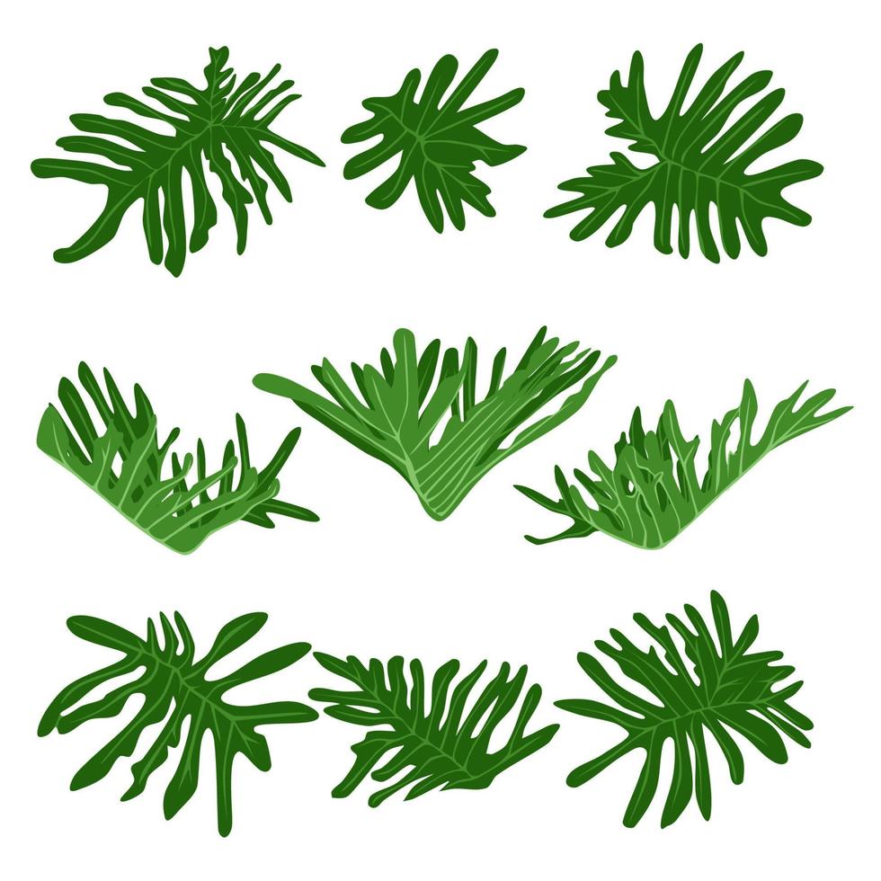 ensemble de feuilles de monstera. feuillage tropical plat pour la décoration, design exotique d'été ou cartes, bannières, illustration vectorielle flayers vecteur