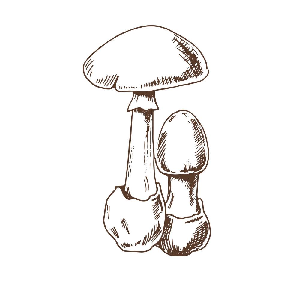 illustration de contour de champignons. icône de croquis de vecteur. dessin d'époque. illustration vectorielle vintage éco-alimentaire. illustration de croquis pour impression, web, mobile et infographie. vecteur