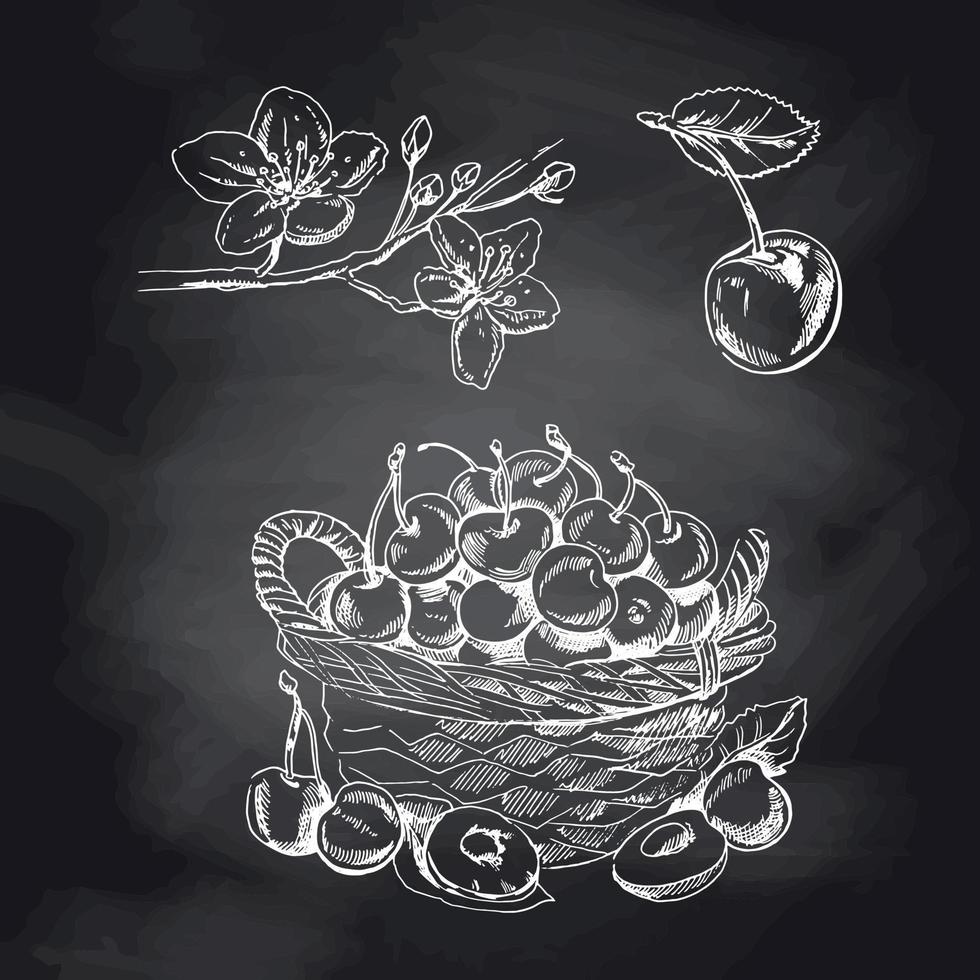 croquis blanc dessiné à la main de vecteur de cerise sur le tableau noir. baies isolées dessinées à la main, panier et fleur sur fond noir. illustration pour étiquette, affiche, impression, motif.