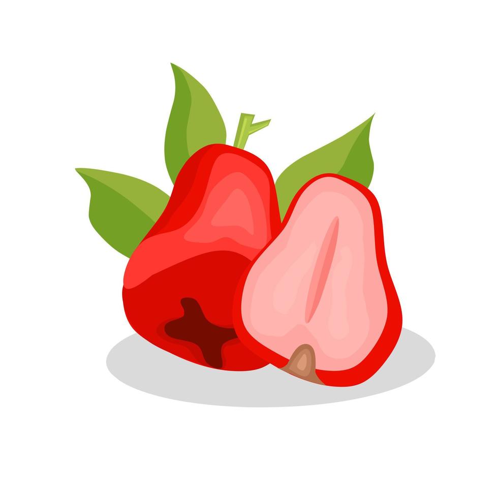 image d'illustration de fruits pomme d'eau. icône de pomme d'eau. des fruits vecteur