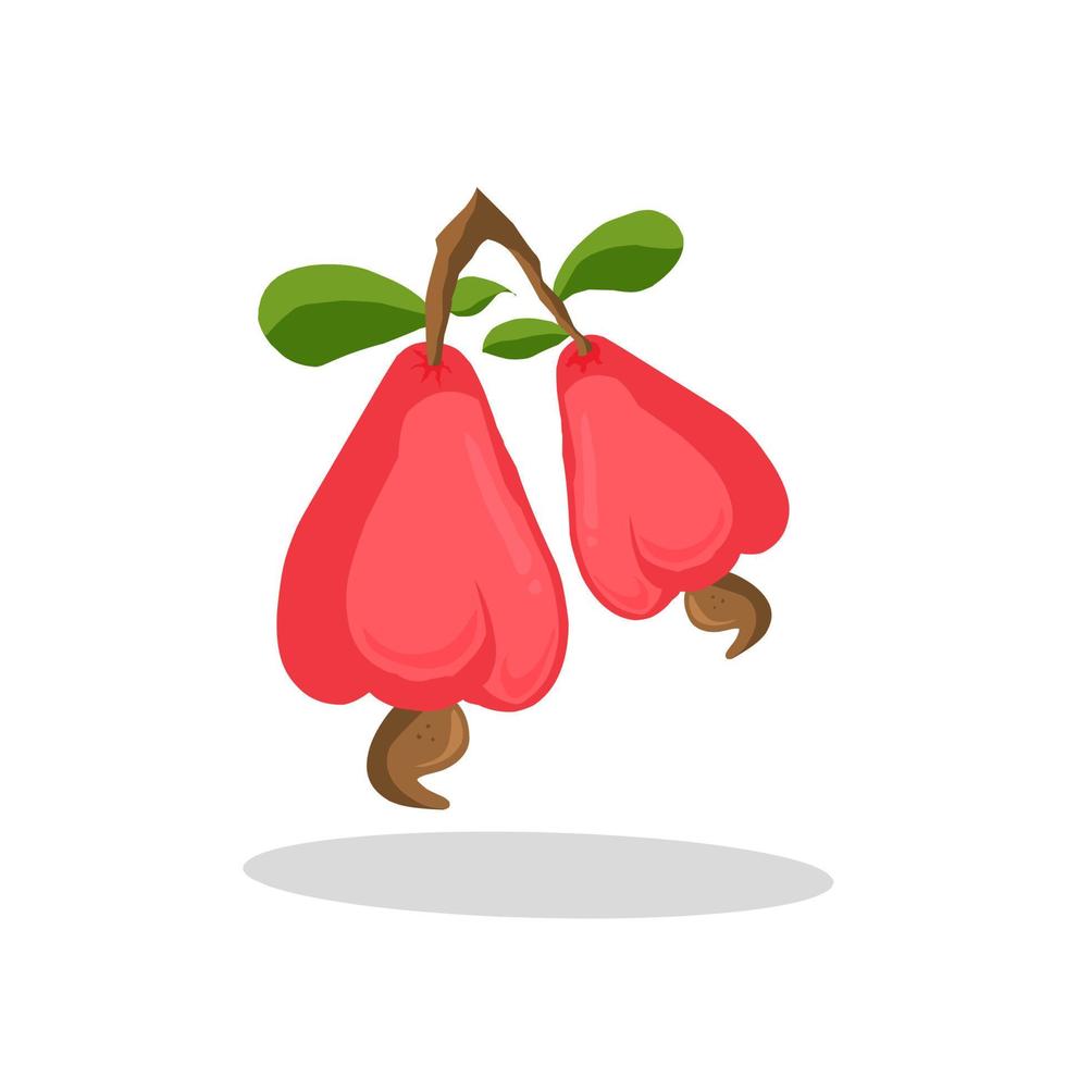 illustration de fruits de cajou. icône de fruits de cajou. des fruits vecteur