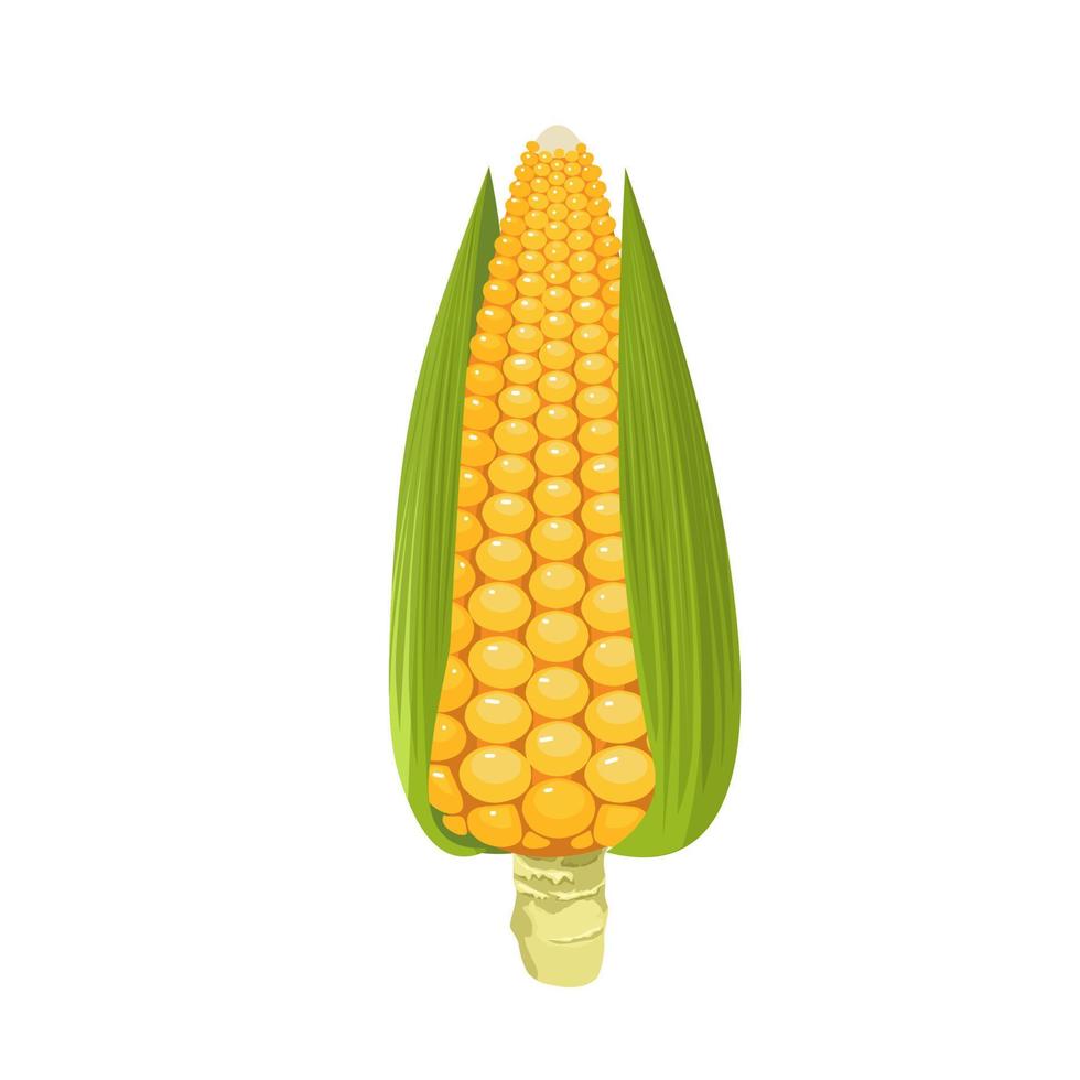 illustration vectorielle d'un épi de maïs, isolé sur fond blanc. vecteur