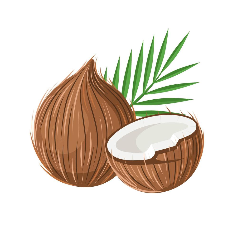 illustration vectorielle, noix de coco fraîche et feuilles, noix de coco entière et demi, isolées sur fond blanc, délicieuse nutrition vitaminée. vecteur