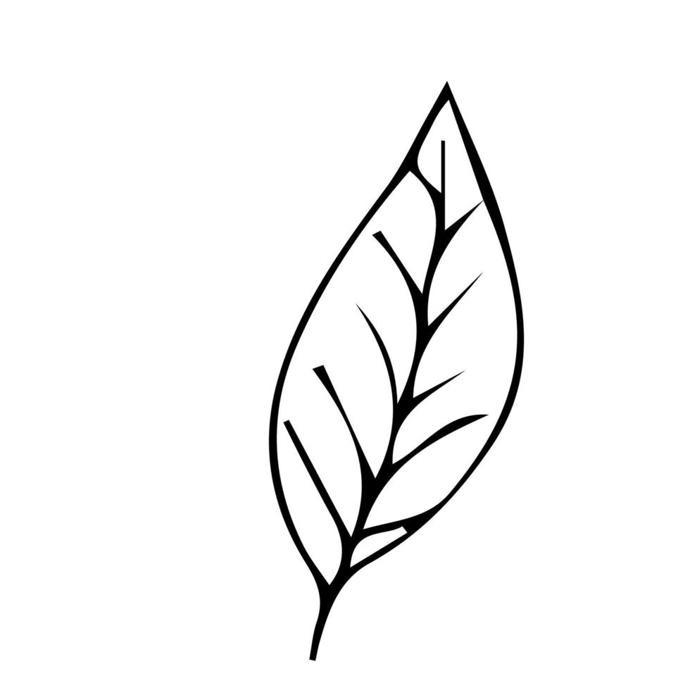 plante florale, branche en style doodle isolé sur fond blanc. décoration design élégant, élément. . illustration vectorielle vecteur